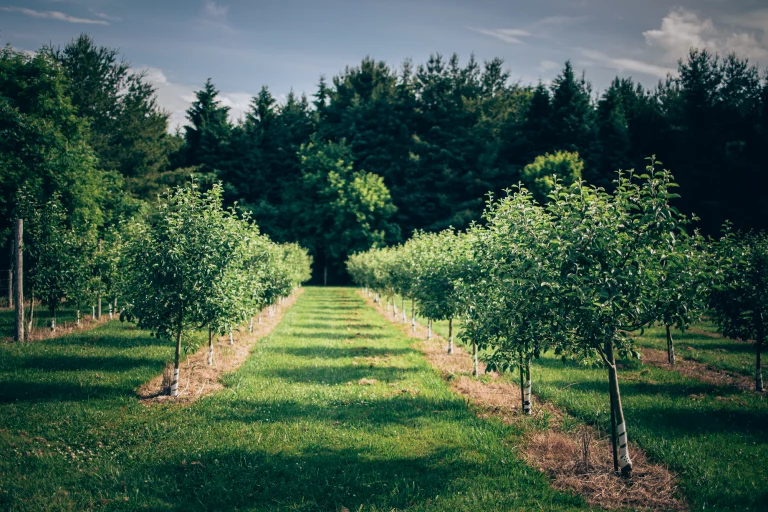 Creek View Acres Nursery and Orchard .